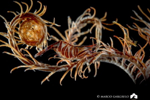 Couple of Hippolyte prideauxiana, male and female with eg... by Marco Gargiulo 